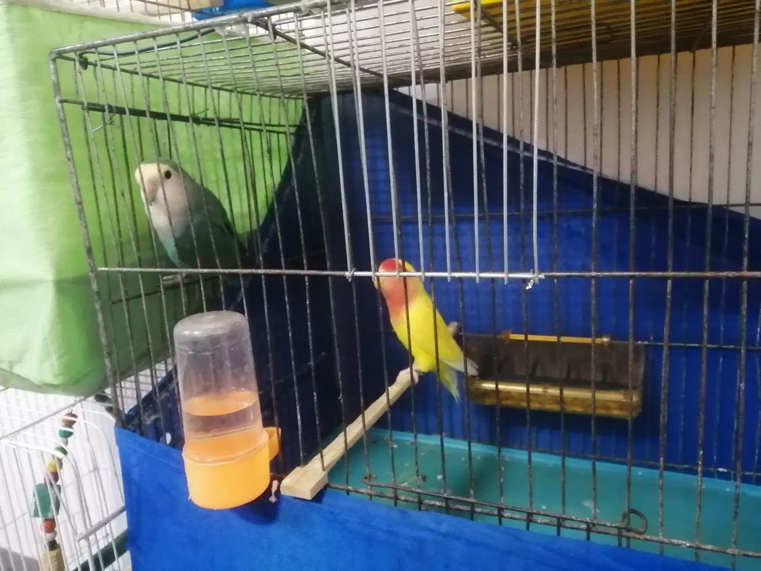 کوتوله برزیلی|پرنده|آشخانه, |دیوار