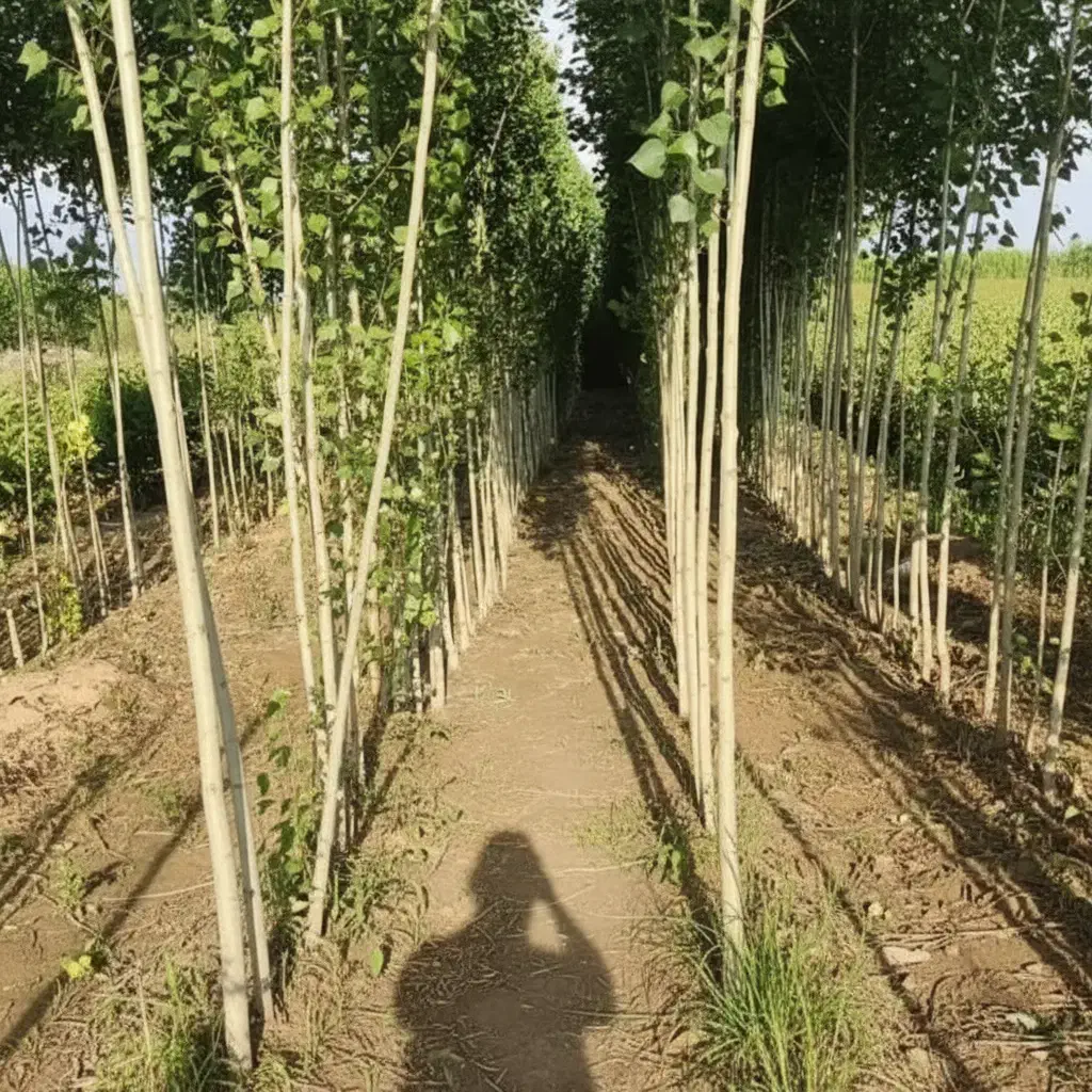 تا اتمام موجودی نـهال صـنــوبر با تخفیف شگفت‌انگیز|خدمات باغبانی و درختکاری|فسا, |دیوار