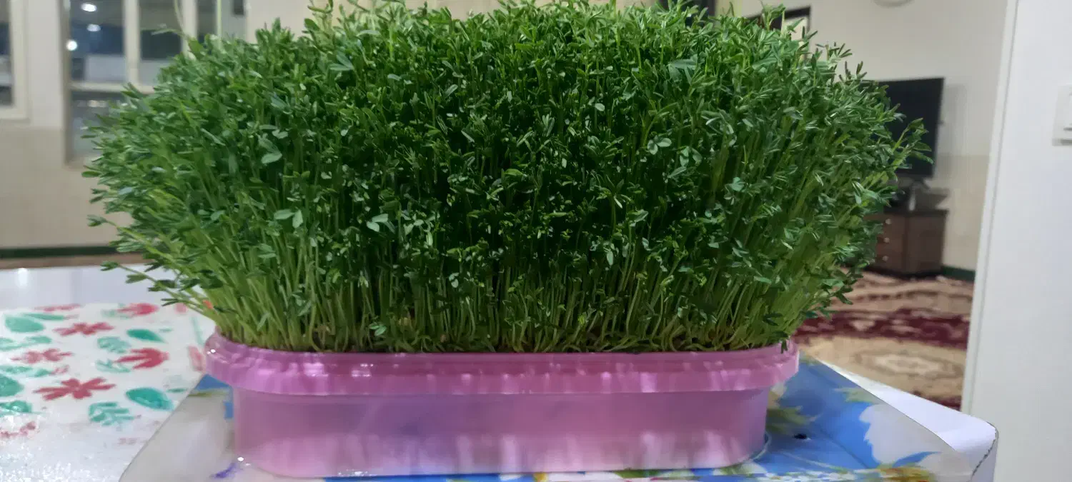 سبزه|گل و گیاه طبیعی|تویسرکان, |دیوار