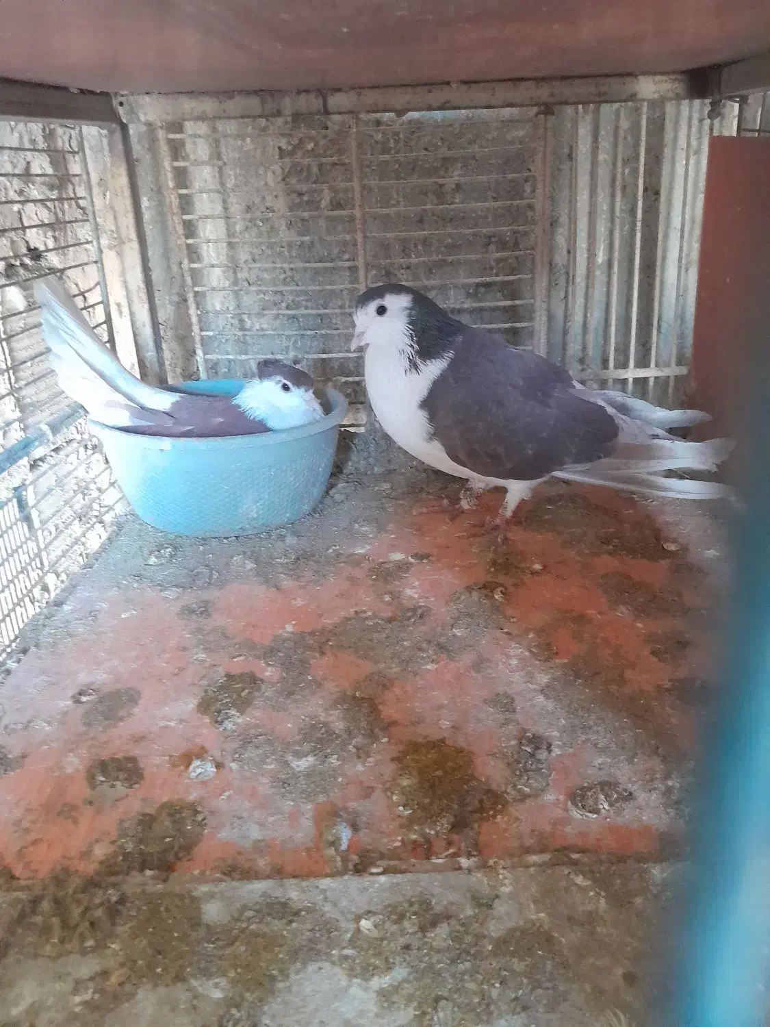 کفتر|پرنده|برخوار, |دیوار