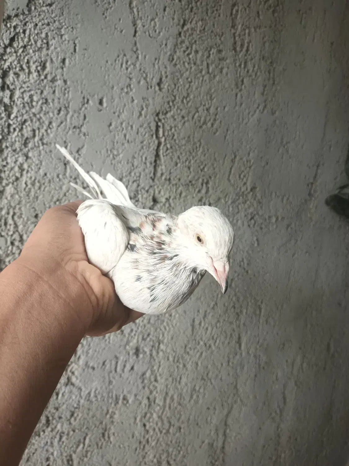 ماده سرور دورگ|پرنده|نجفآباد, جلال آباد|دیوار