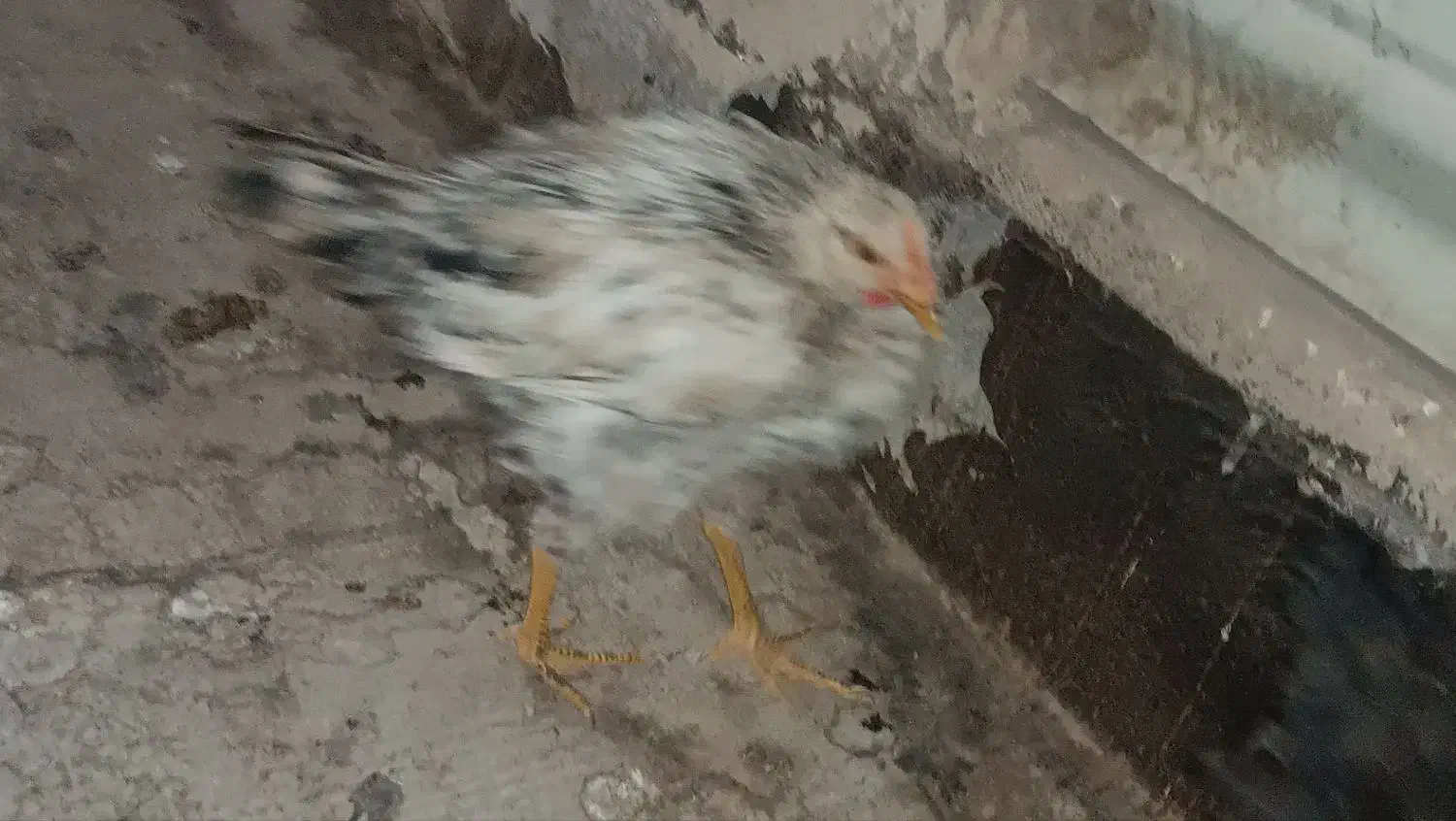 مرغ و خروس|حیوانات مزرعه|کهریزک, |دیوار