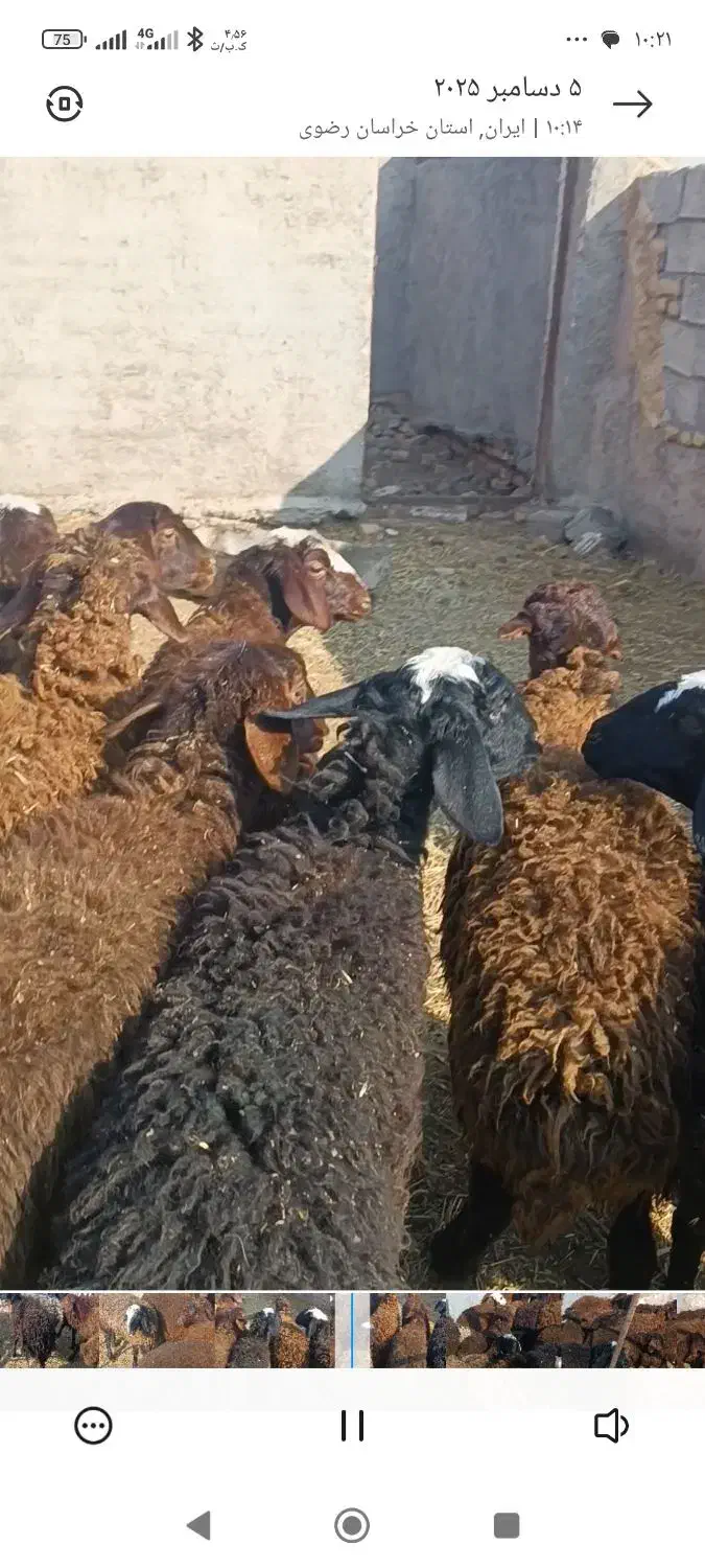 کاوربره|حیوانات مزرعه|تربت جام, مطهری|دیوار