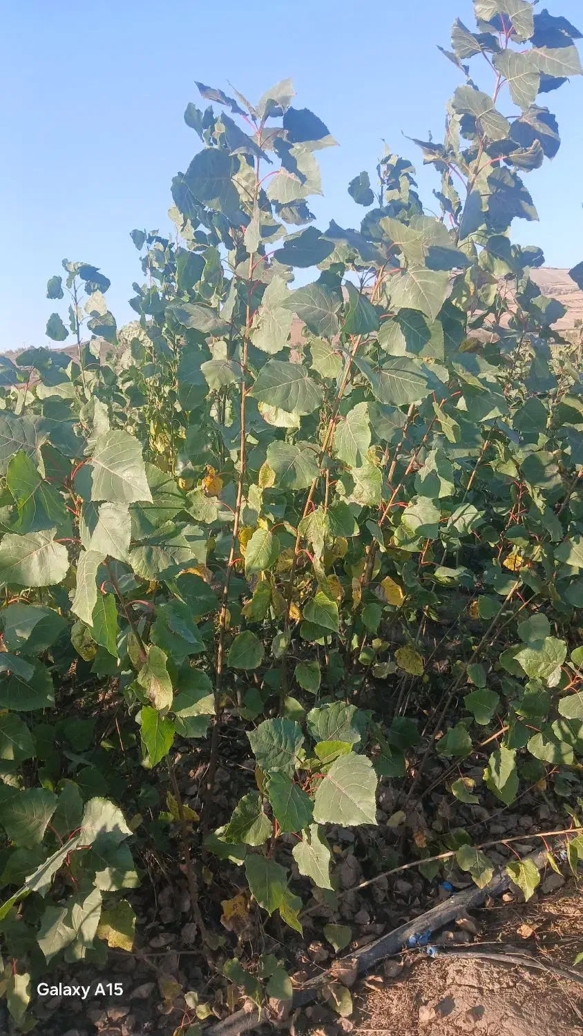 نهال صنوبر ترک و تبریزی یکساله و دوساله|خدمات باغبانی و درختکاری|مینودشت, |دیوار