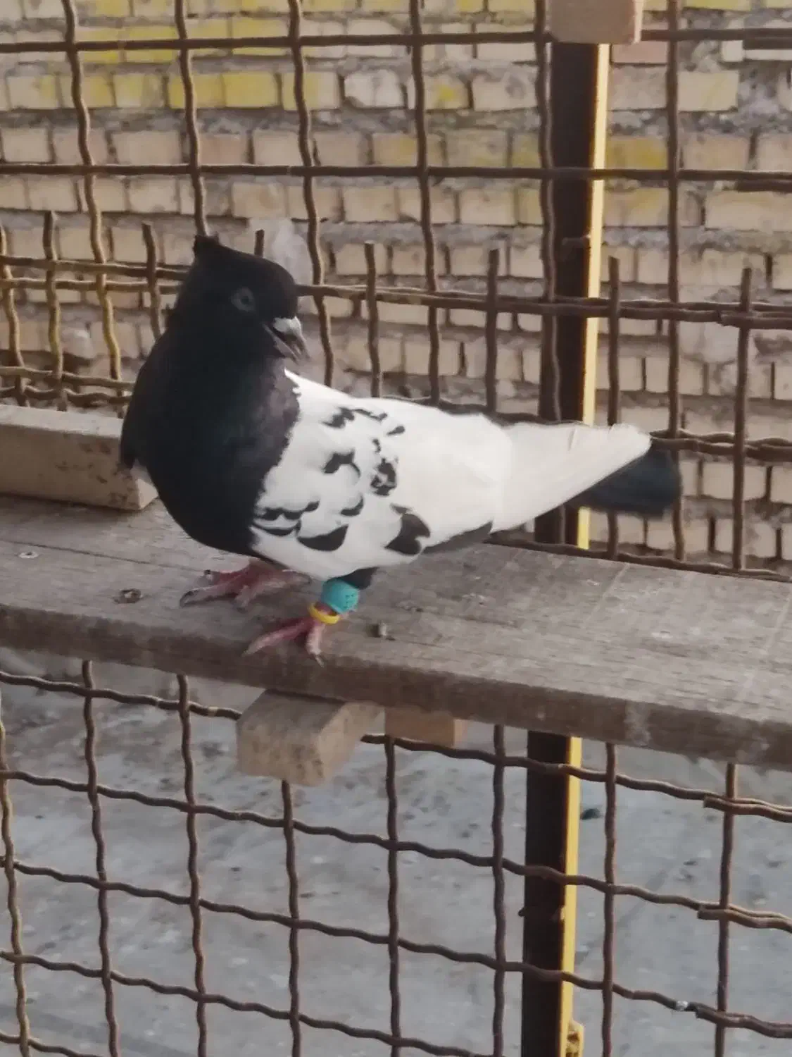 سینه سیاه|پرنده|خرمشهر, |دیوار