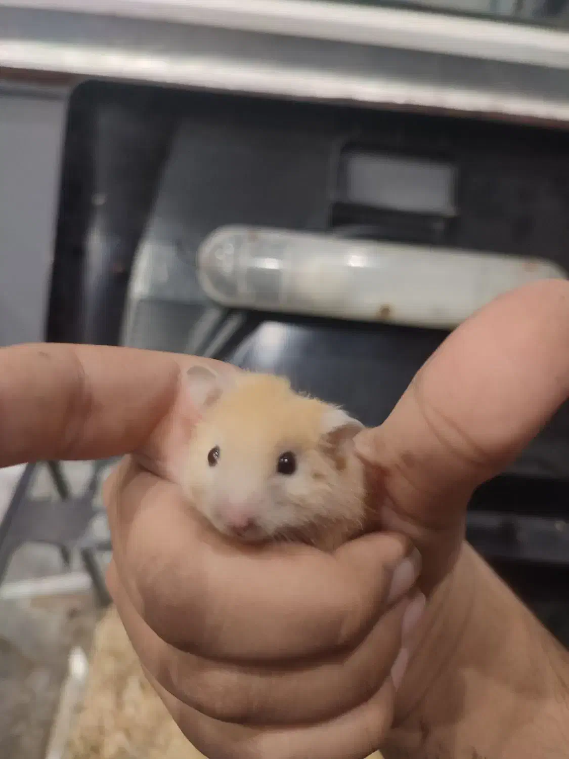 همستر|موش و خرگوش|فولادشهر, B4|دیوار