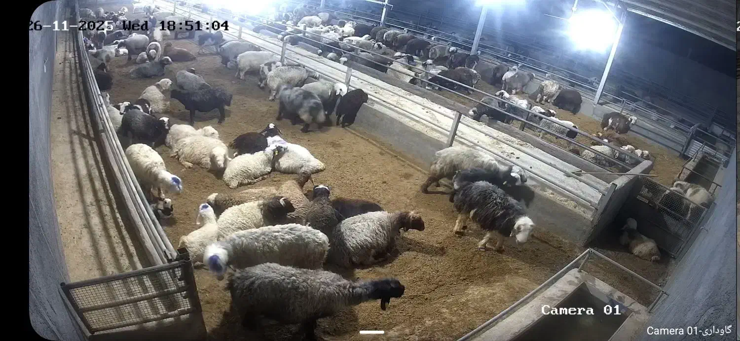 کار در دامداری|استخدام سرایداری و نظافت|نجفآباد, قلعه سفید|دیوار