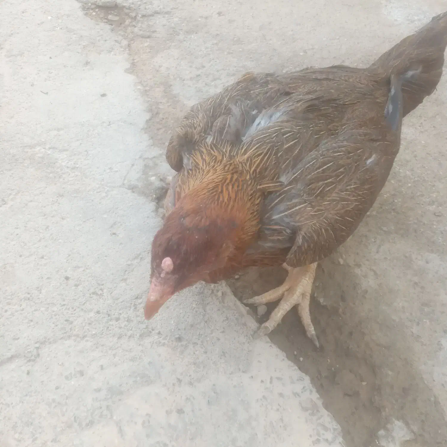 مرغ لاری افغان اصیل|حیوانات مزرعه|تاکستان, |دیوار