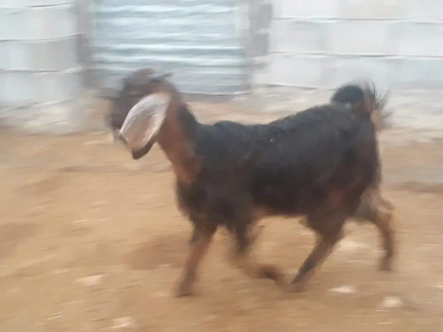 سرگرمی|حیوانات مزرعه|سرپل ذهاب, |دیوار