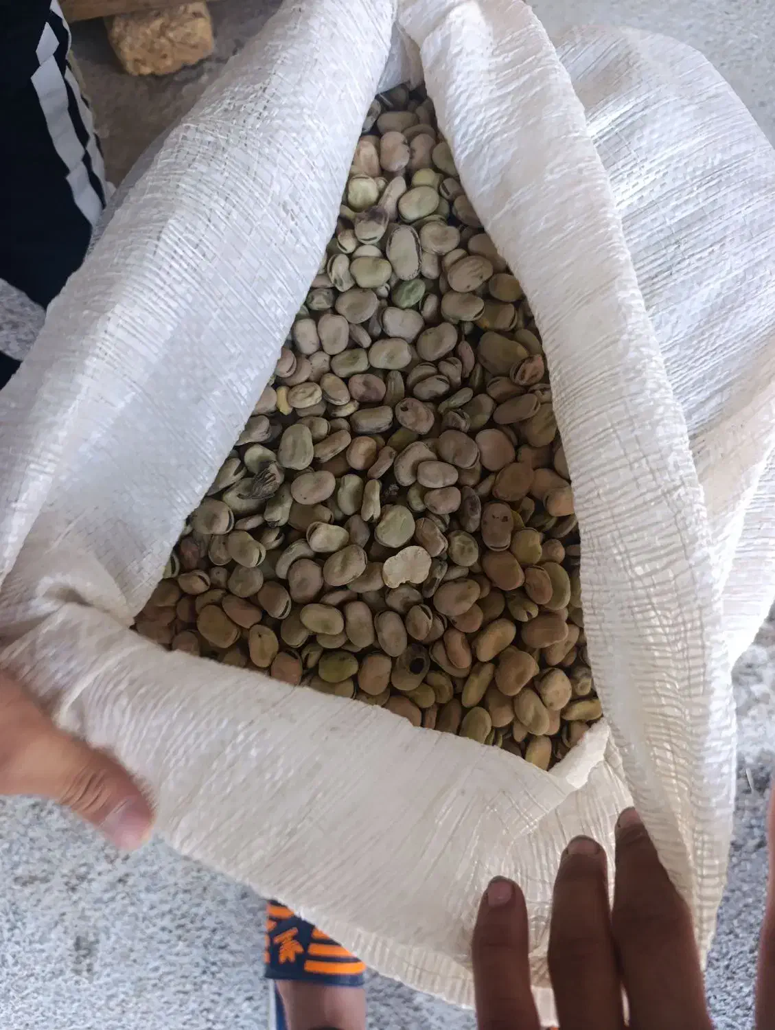 باقله باقالی شاخ بزی|گل و گیاه طبیعی|بیرانوند, |دیوار