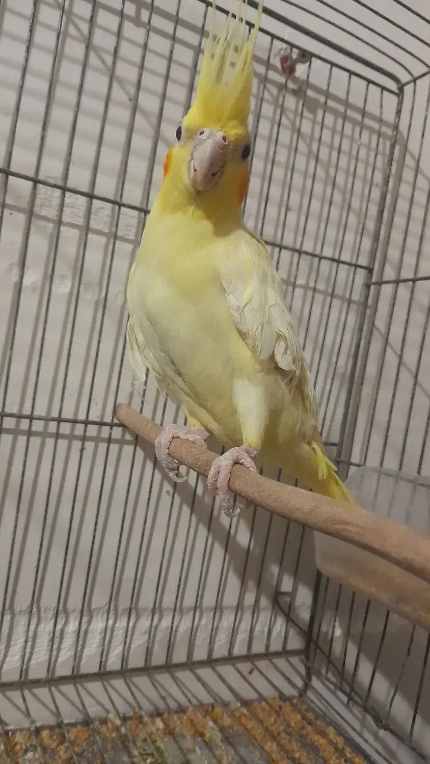 طوطی عروس هلندی ماده لوتینو|پرنده|سوسنگرد, |دیوار