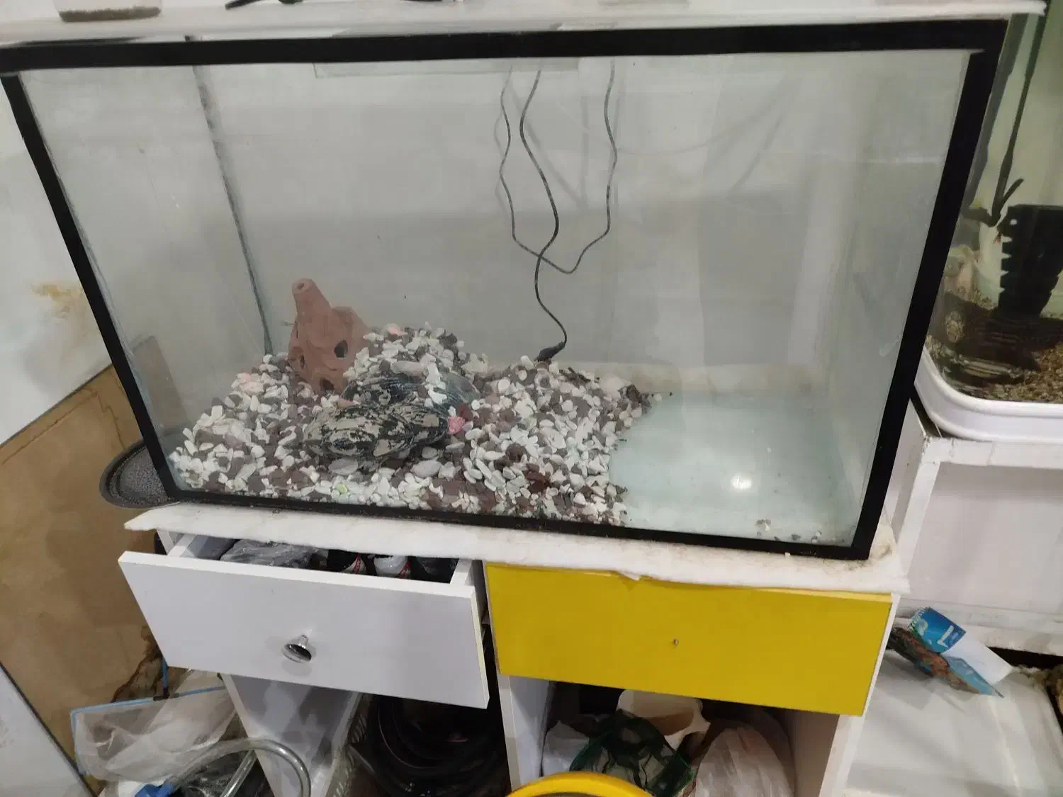 آکواریوم و ماهی|ماهی|مریوان, |دیوار