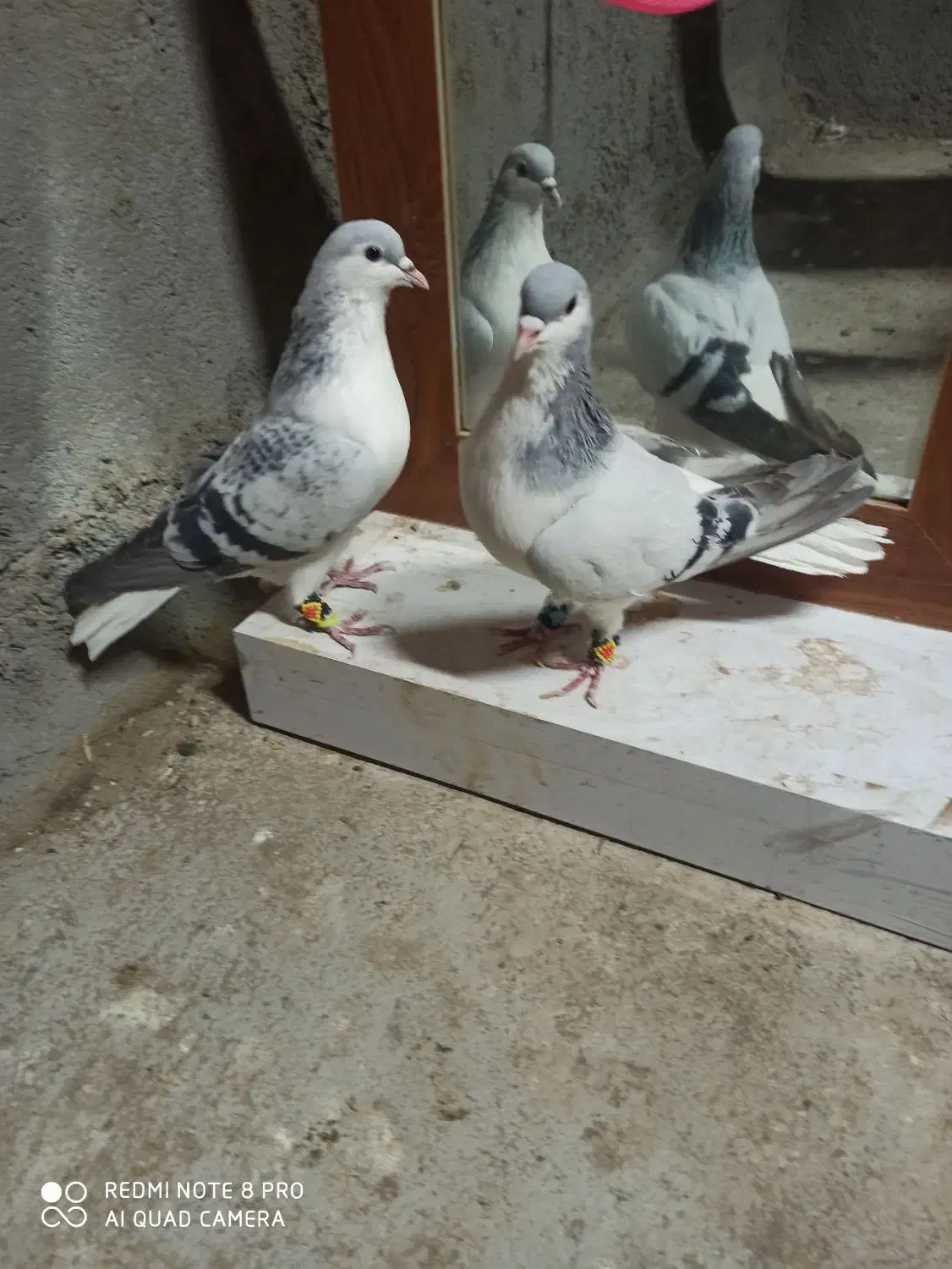 ساده|پرنده|سبزوار, قائم|دیوار