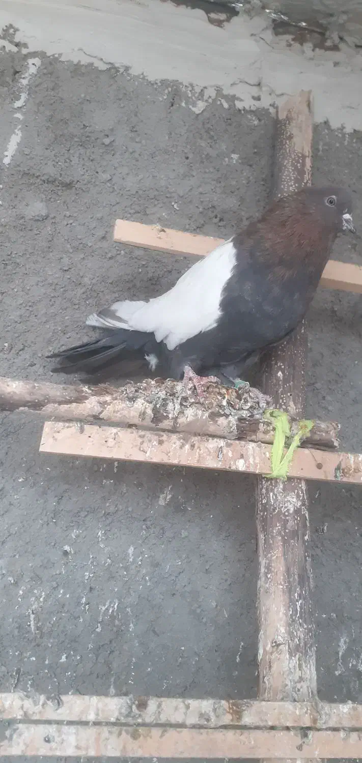 ۳عدد سینه‌ای چهل سانتی نر جوانه پا بلند|پرنده|میانه, |دیوار