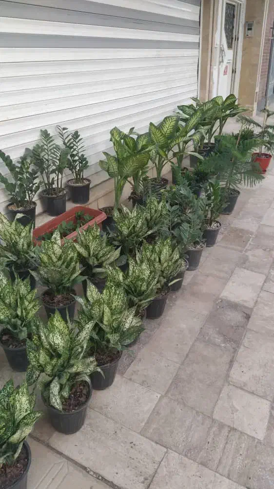 گل و گیاه طبیعی|گل و گیاه طبیعی|زابل, |دیوار