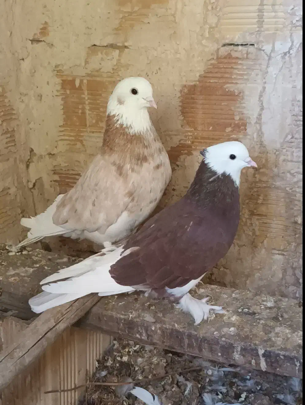 کبوتر شازده|پرنده|ماهنشان, |دیوار