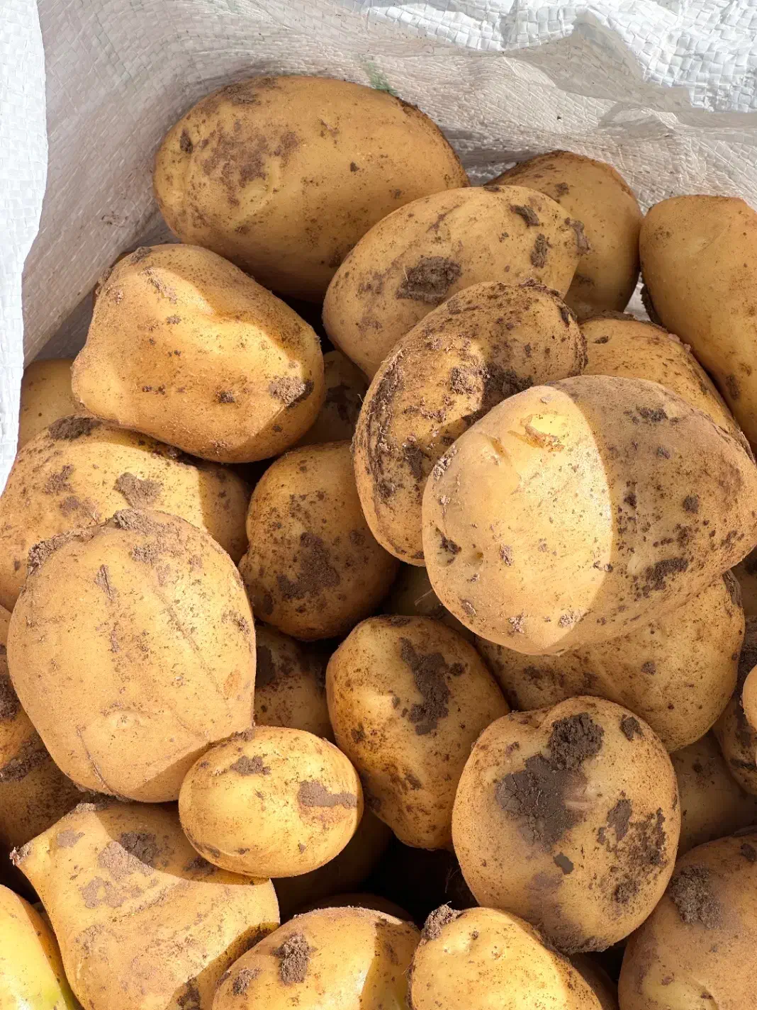 سیب زمینی لوکس بستان آباد|خوردنی و آشامیدنی|بستان آباد, |دیوار