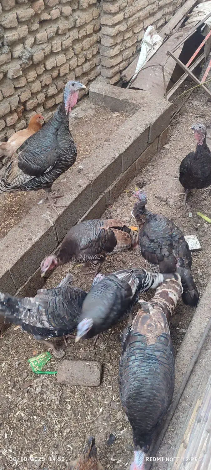 تعدادی بوقلموو مرغ خروس فروشی|حیوانات مزرعه|مزرعه کتول, |دیوار