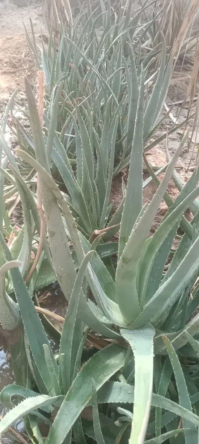 الوارا|گل و گیاه طبیعی|بندر ماهشهر, |دیوار