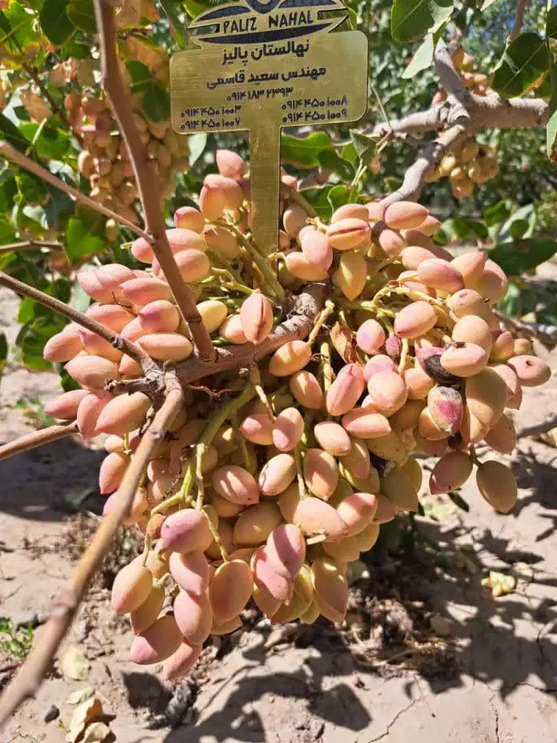 نهالستان ارقام متنوع میوه و گردو های پربار پالیز|خدمات باغبانی و درختکاری|ابرکوه, |دیوار