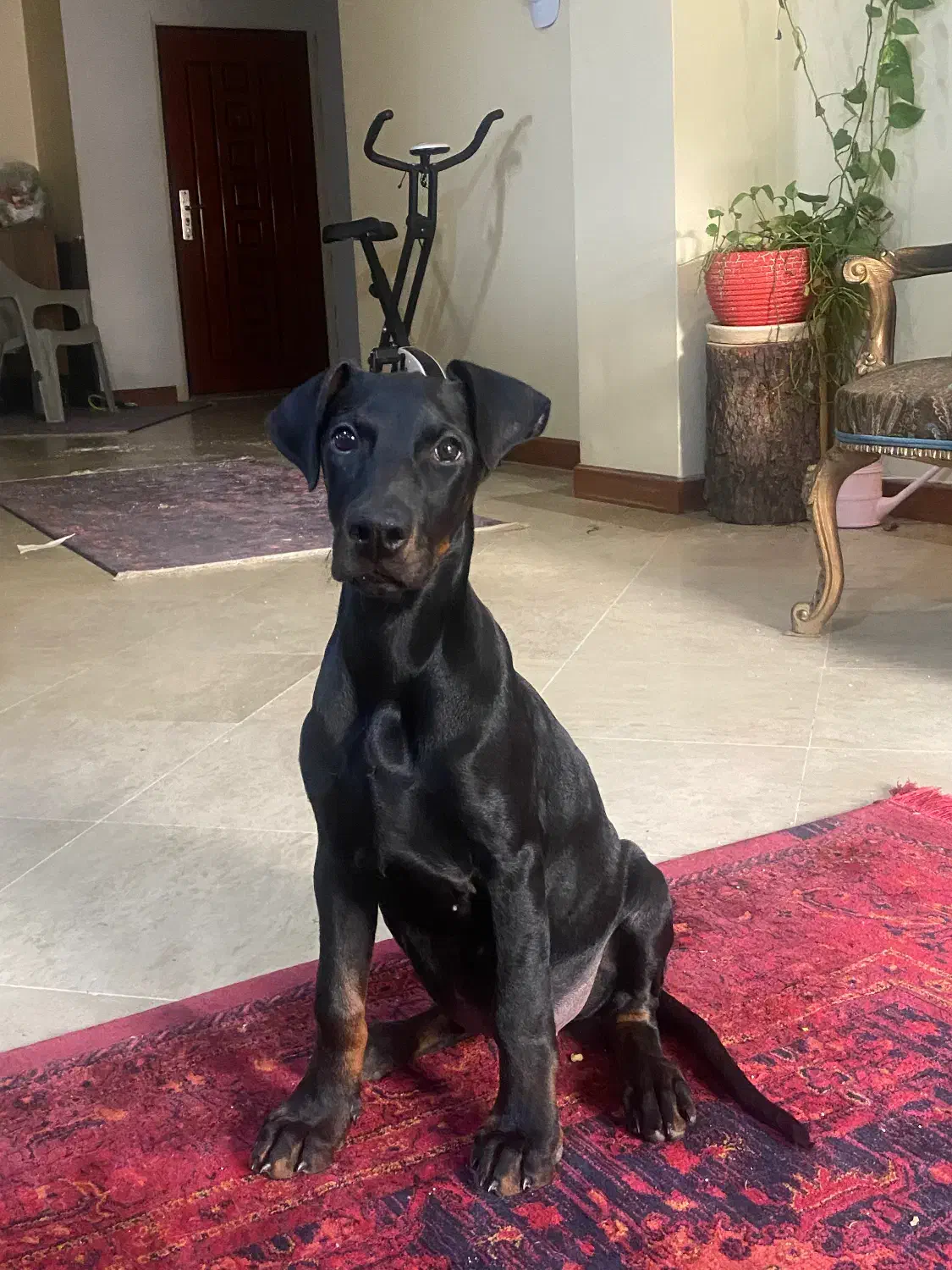 توله ۳ ماهه|سگ|کرج, فاز ۳ مهرشهر|دیوار