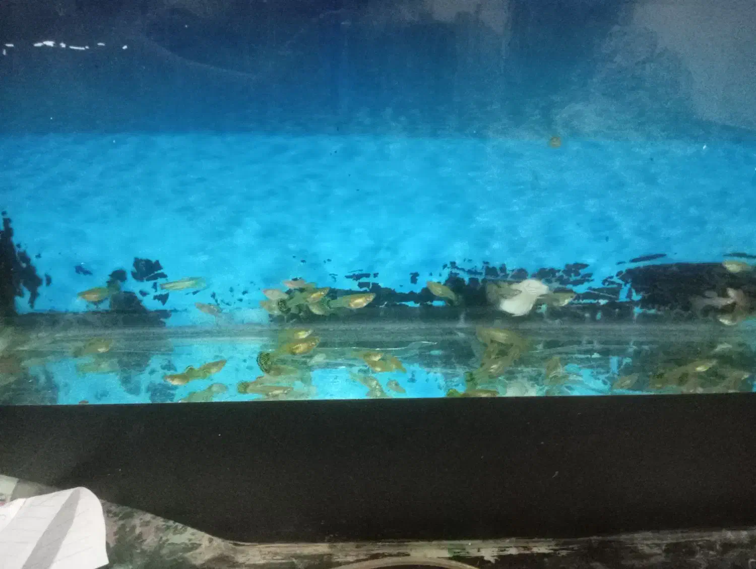 ماهی گوپی مولد کلی و جزئی|ماهی|کاشمر, |دیوار