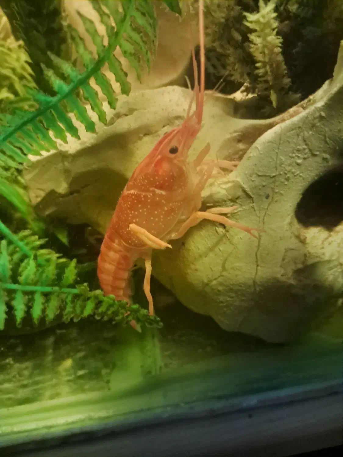 لابستر|ماهی|محمدشهر, همایون ویلا|دیوار