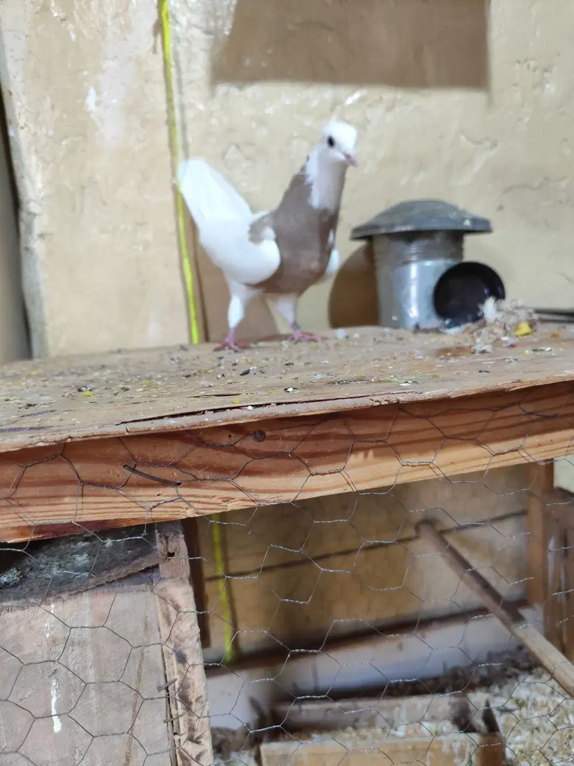 طوقی|پرنده|بندر ماهشهر, |دیوار