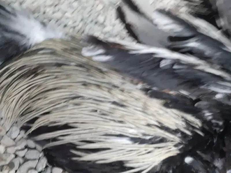 خروس دو رگه لاری اصیل بلند دانگ|حیوانات مزرعه|میرجاوه, |دیوار