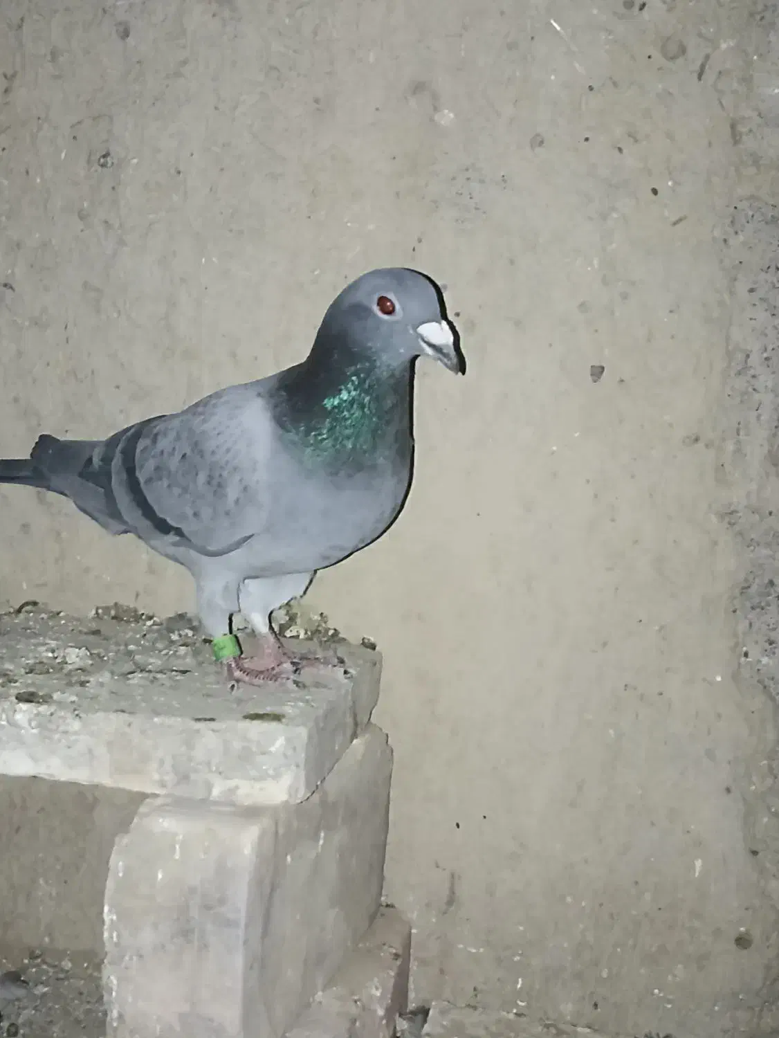 کبوتر مسافتی|پرنده|زهک, |دیوار