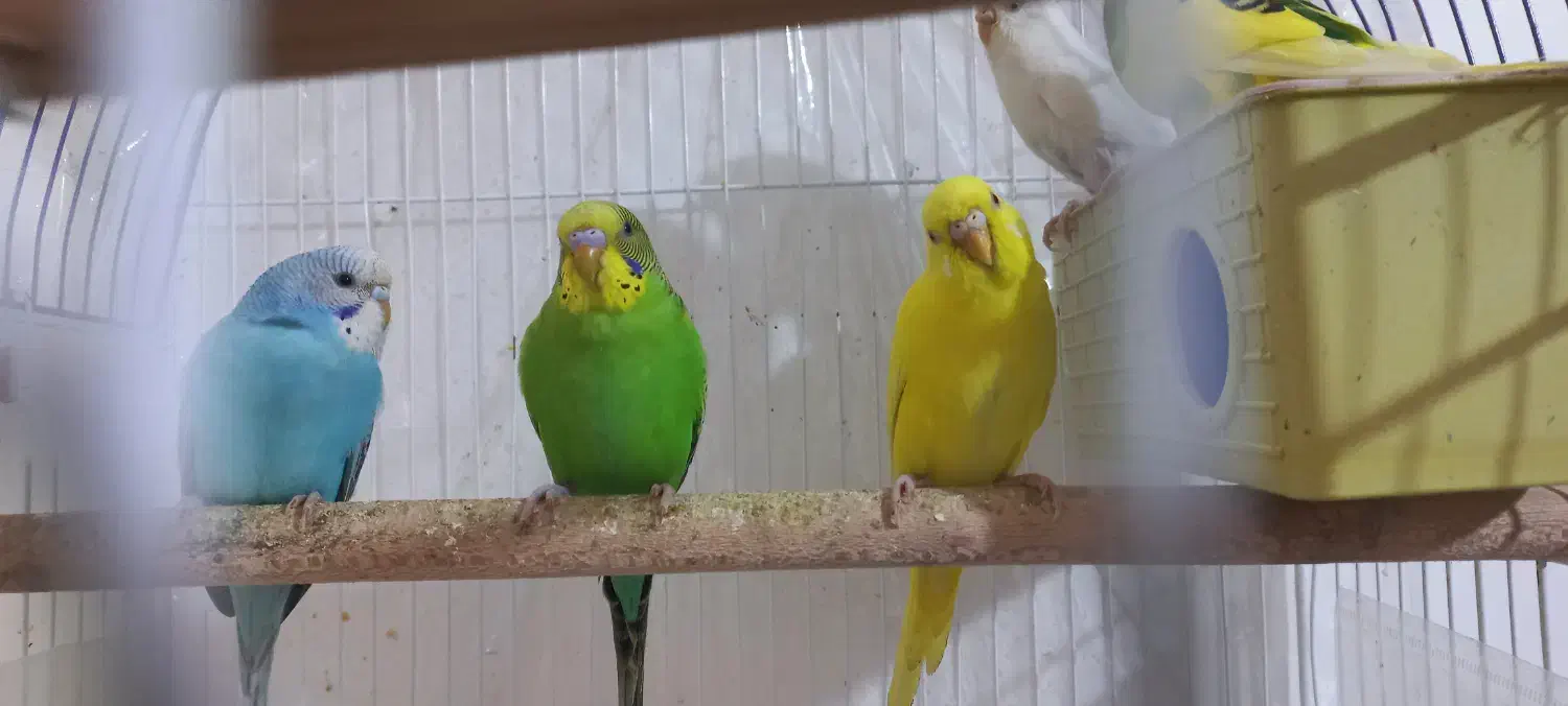 مرغ عشق|پرنده|صدرا-فارس, فاز ۲|دیوار