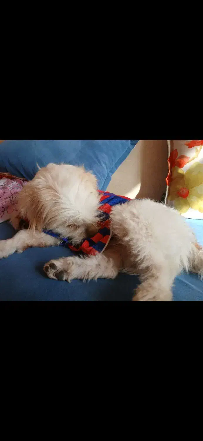 سگ تریر|سگ|فولادشهر, A2|دیوار