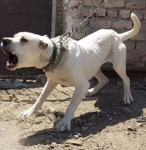 واگذاری سگ‌درشت نگهبانی افغانی|سگ|تهران, خانی آباد نو جنوبی|دیوار