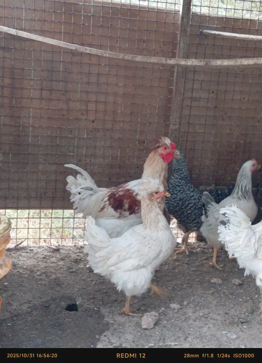 فروش خروس جوان جهت سربری و نگهداری|حیوانات مزرعه|گرمسار, |دیوار