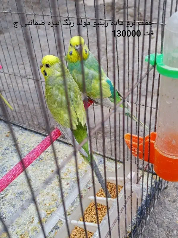 دو جفت مرغ عشق رینبو|پرنده|زاهدان, |دیوار