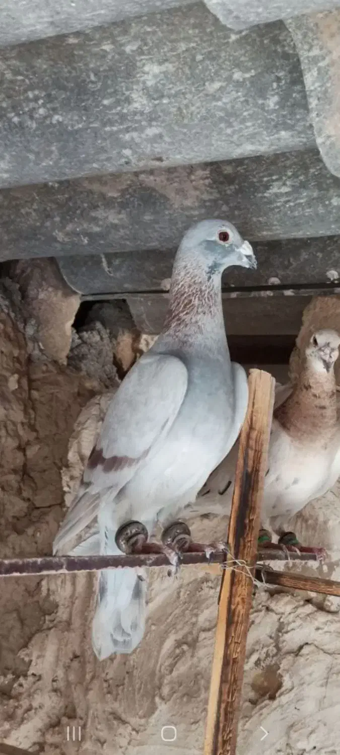 کبوتر نر|پرنده|تایباد, |دیوار