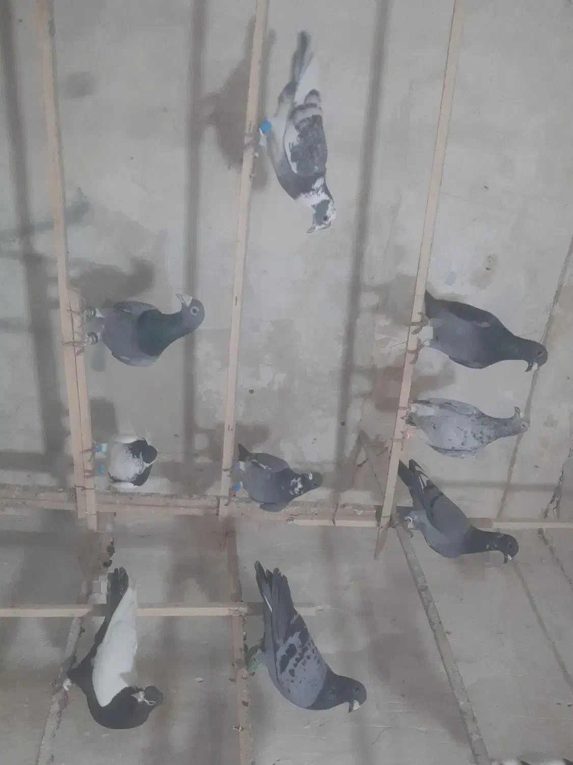 ۶۰تا پرشی|پرنده|تاکستان, |دیوار