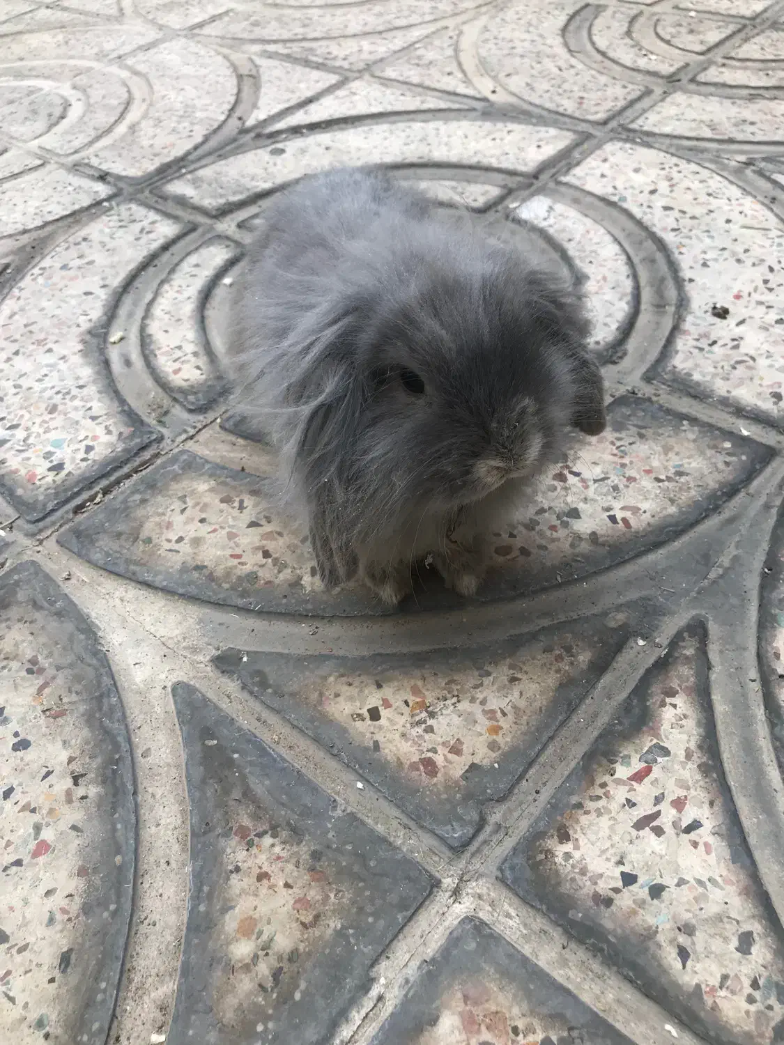 خرگوش لوپ|موش و خرگوش|سمنان, |دیوار