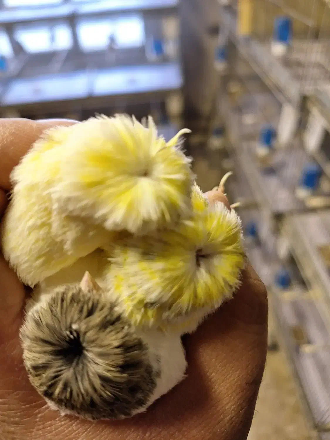 قناری گلاستر موزاییکی اوپال فائو|پرنده|تهران, هفت حوض|دیوار