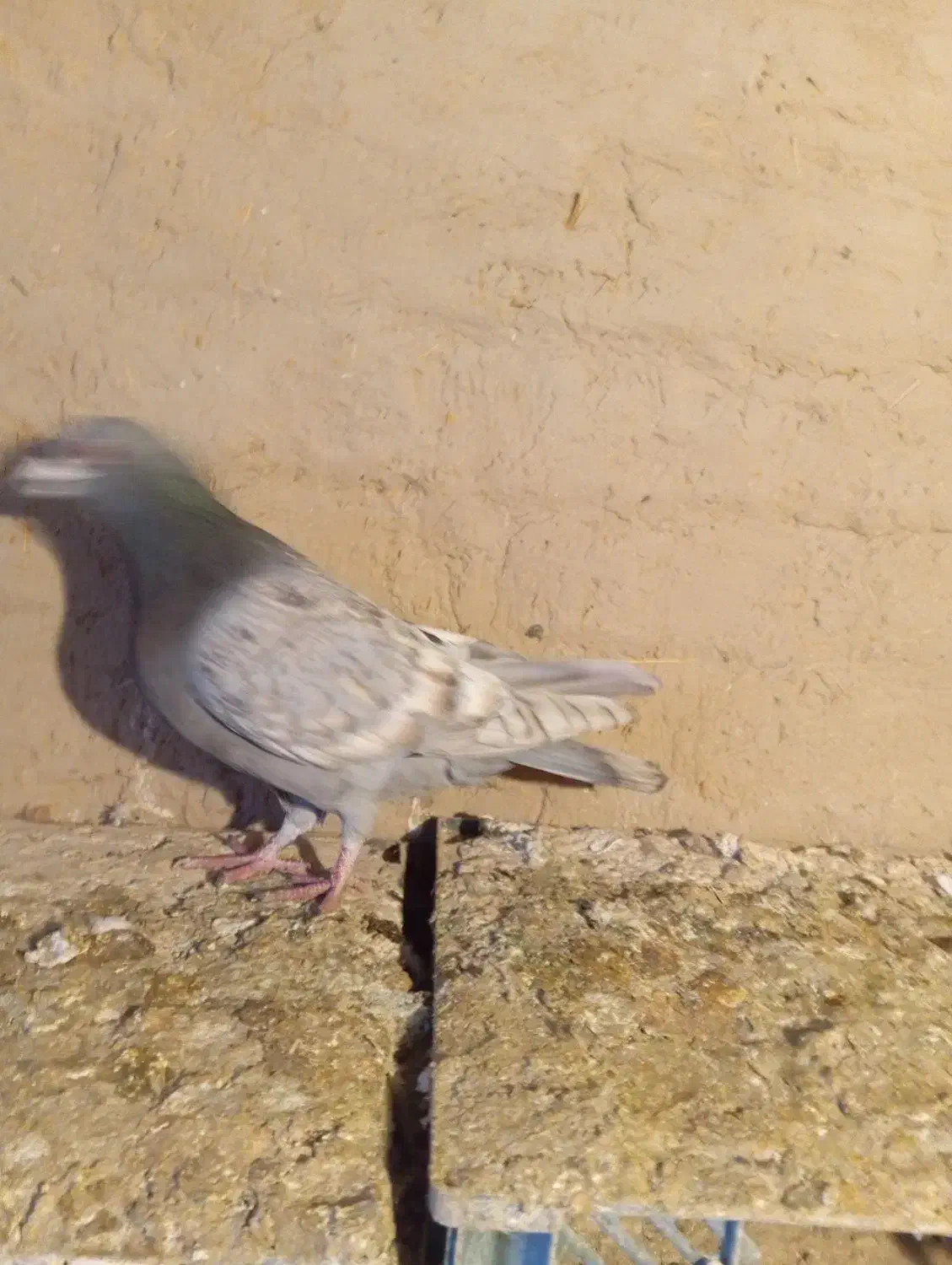 کبوتر پلاکی|حیوانات|میاندوآب, |دیوار