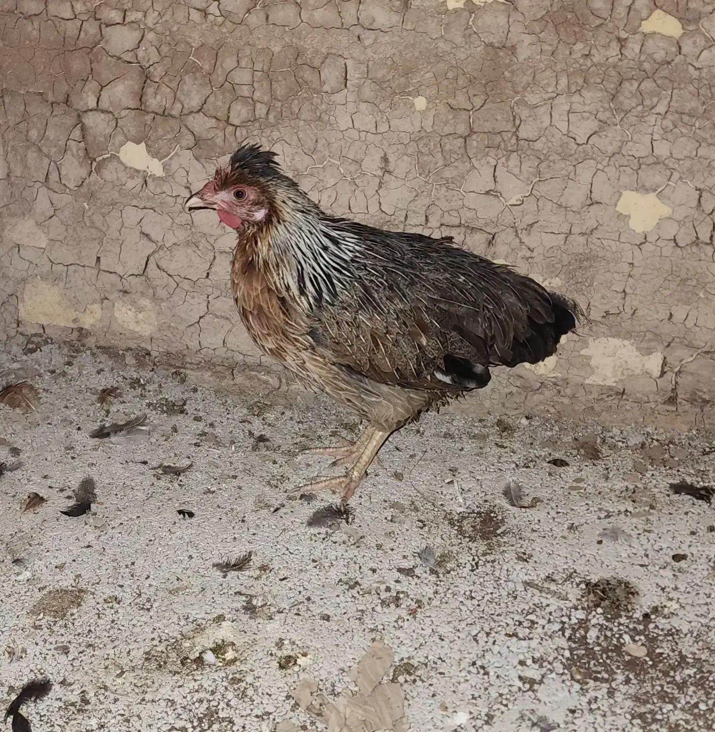 مرغ عربی تخم گذار|حیوانات مزرعه|خرمشهر, |دیوار