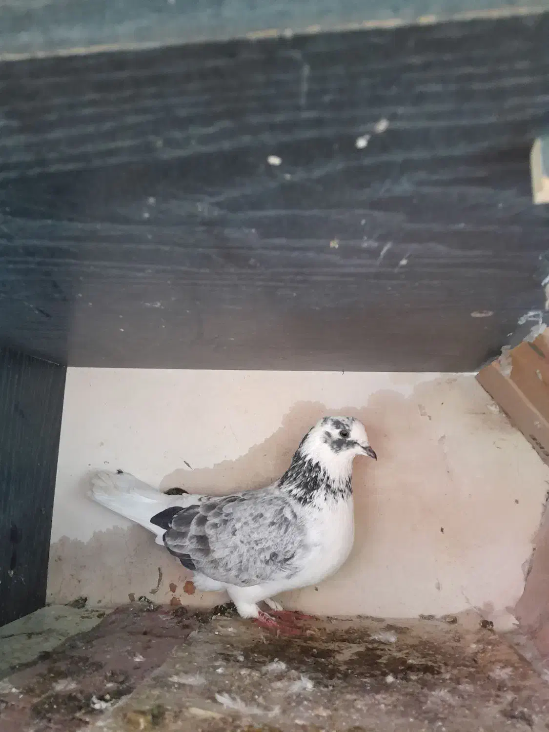 کبوتر|پرنده|تولم شهر, |دیوار