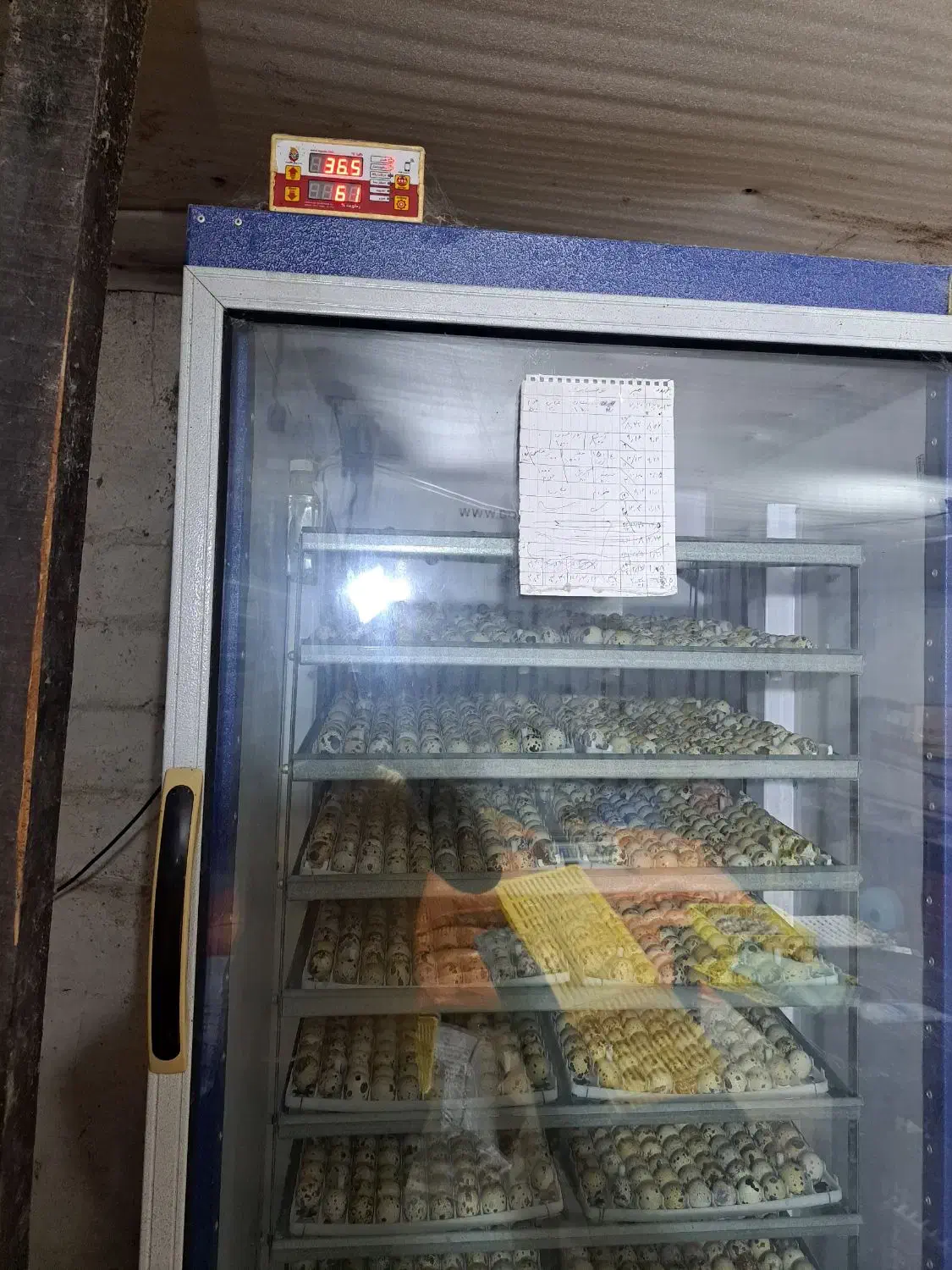 دستگاه جوجه کشی،لامپ مادرمصنوعی|لوازم جانبی حیوانات|لنگرود, |دیوار