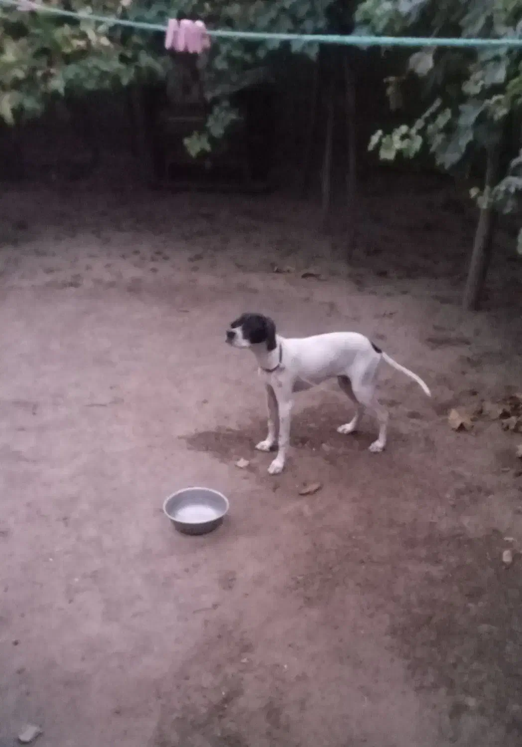 توله مخصوص دمبلان(ترافل)|سگ|گلی داغ, |دیوار