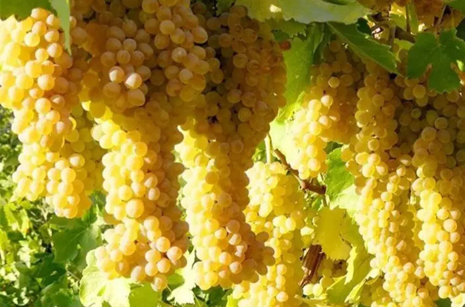 نهال های شش ساله انواع انگور های ایستاده داربستی|خدمات باغبانی و درختکاری|اصفهان, باغ نگاره|دیوار