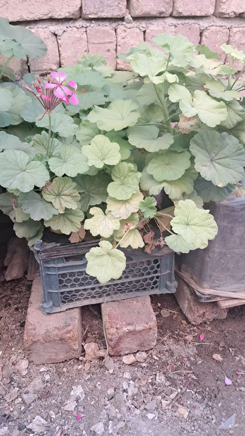 گل شمعدانی وقاشقی شاخه ای ۳۰ هزار دارم|گل و گیاه طبیعی|کنگاور, |دیوار