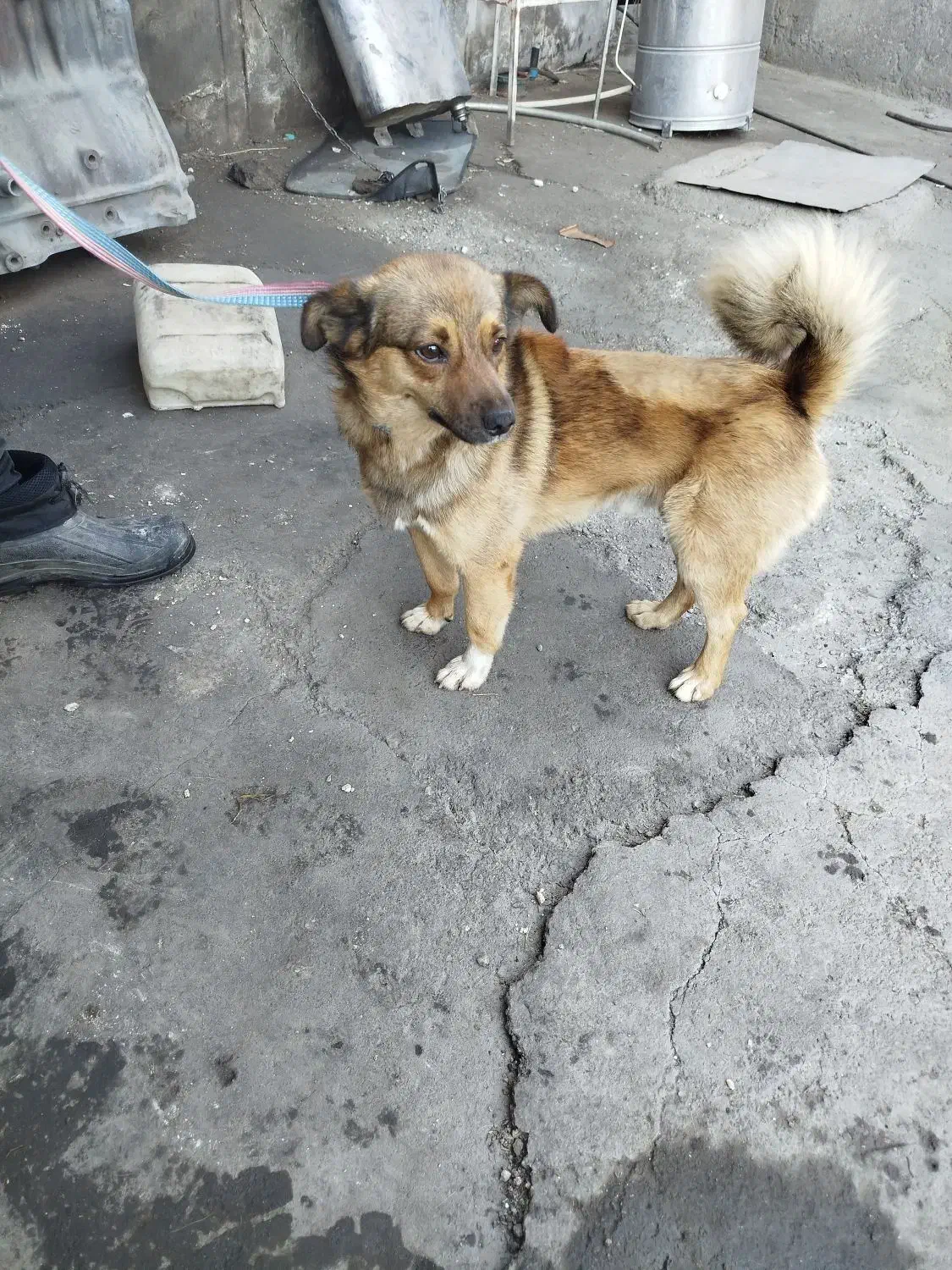 پامرین|سگ|مرند, |دیوار