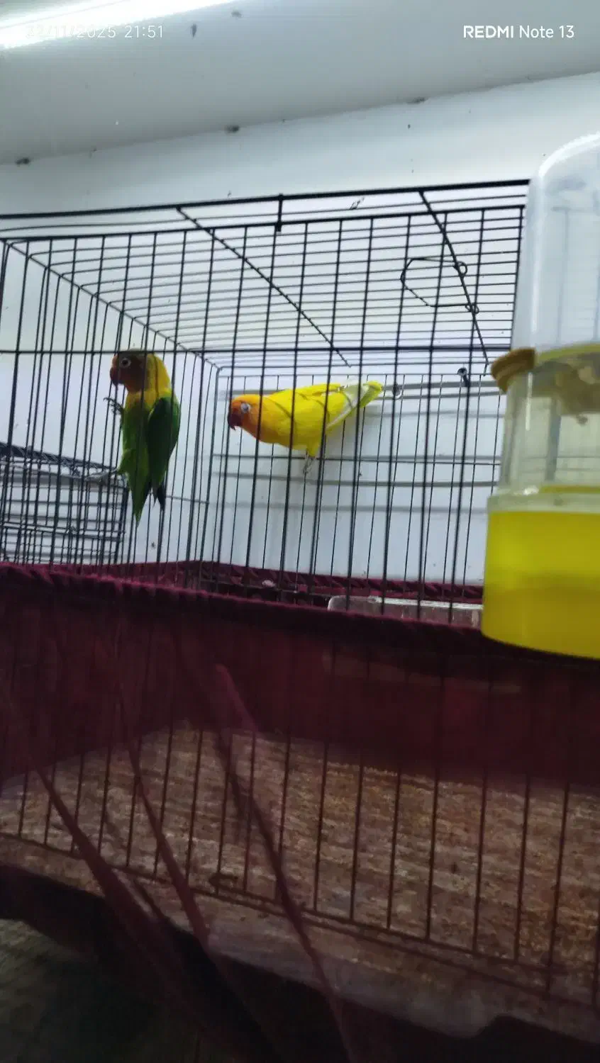 طوطی برزیلی مولد|پرنده|اردبیل, |دیوار