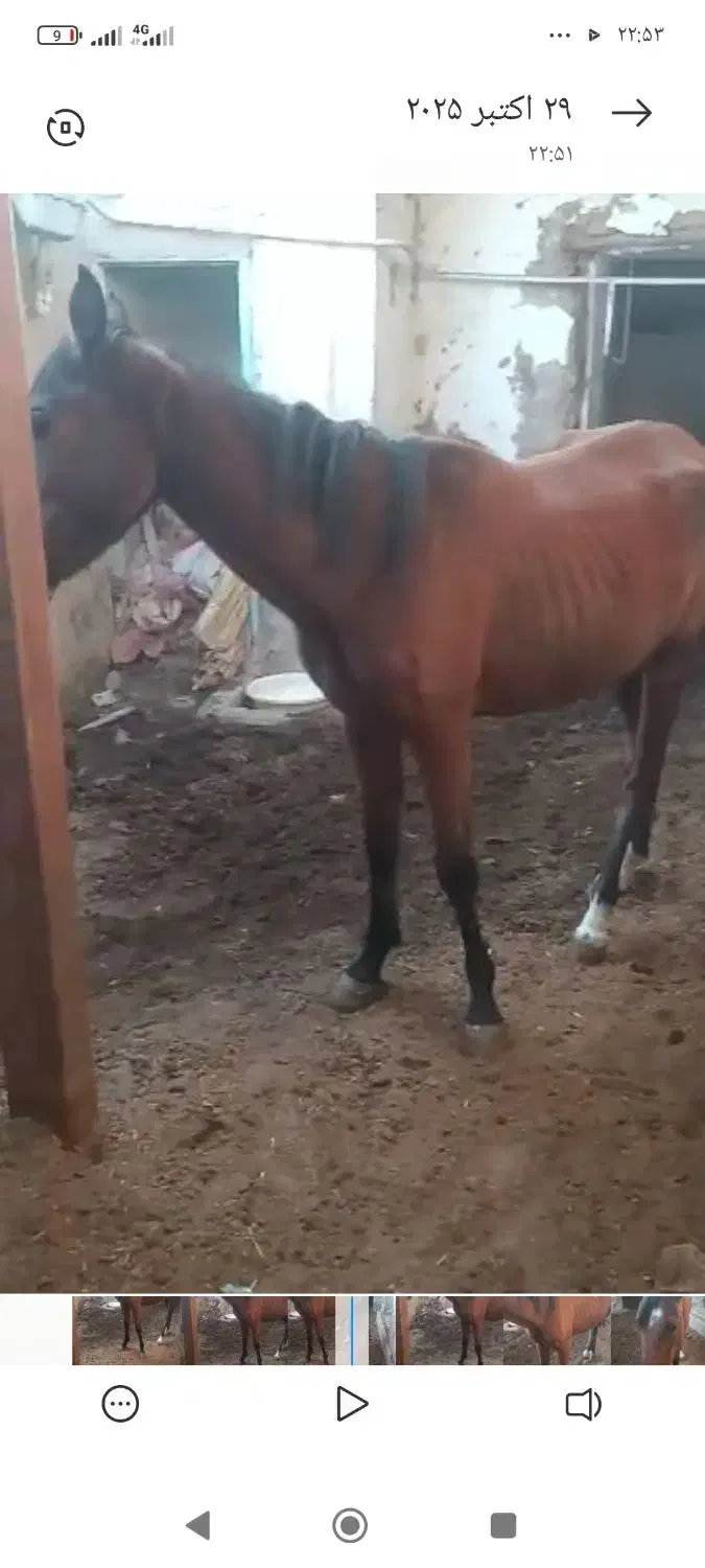 مادیون کرد دوسال  نیم|اسب و تجهیزات اسب‌سواری|پیشوا, |دیوار