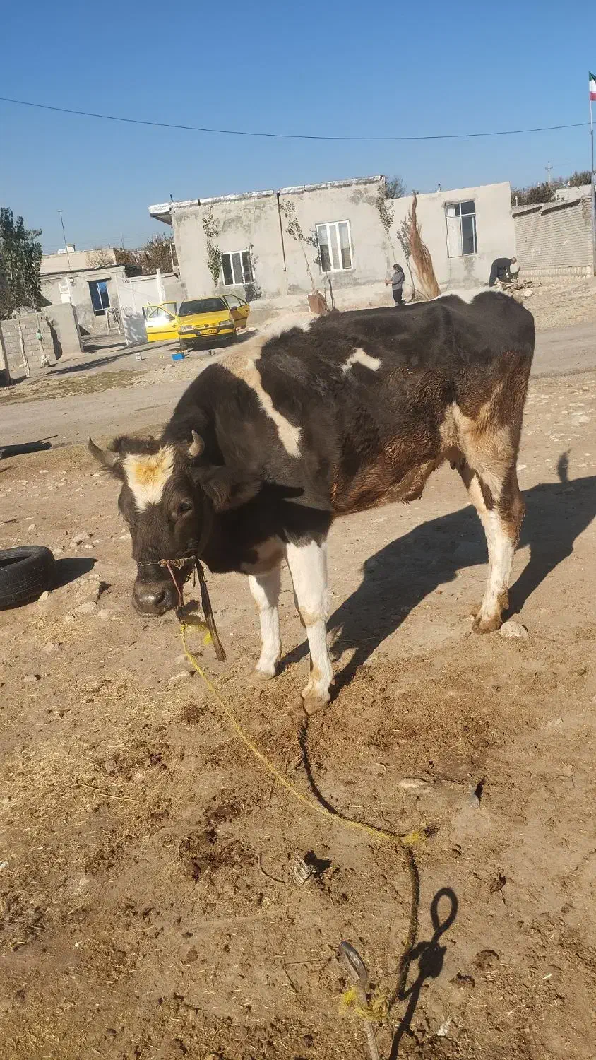 گاوگوساله ماده جوان|حیوانات مزرعه|ماهیدشت, |دیوار